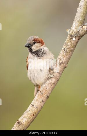 Invasiver männlicher Haussparrow, der auf einem Baumglied thront. Stockfoto