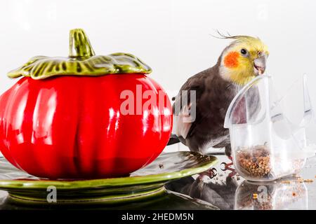 Nahaufnahme einer Nymphe oder carolina, die beim Essen auf die Kamera schaut.das Foto wurde in einem Haus aufgenommen und hat ein horizontales Format. Stockfoto