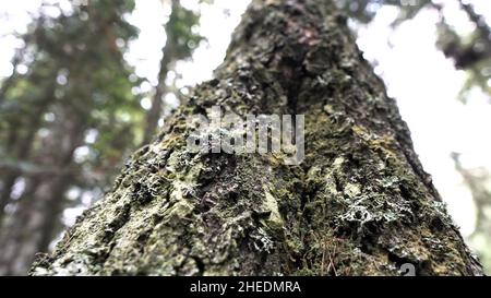 Nahaufnahme eines alten Baumstamms, der von grünem Moos bedeckt ist, auf Wald und bewölktem Himmel. Bodenansicht der Holzstammstruktur. Stockfoto