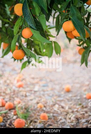 Die reifen Mandarinen-Orangen auf dem Ast und liegend auf dem Boden im Zitrusgarten, senkrecht geschossen Stockfoto