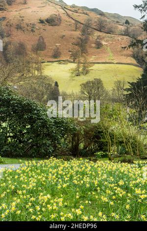 Eine Vielzahl von goldenen Narzissen im William Wordsworth Memorial Garden, Grasmere, dem Lake District National Park, Cumbria, England Stockfoto