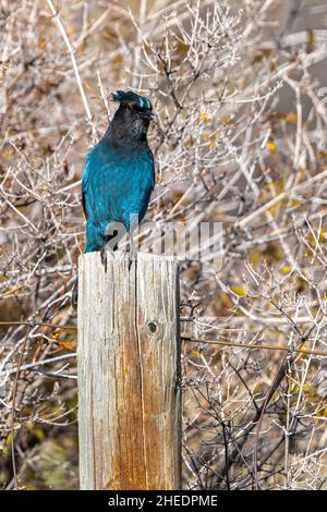 Mountain oder Steller's jay (Cyanocitta stelleri) Stockfoto