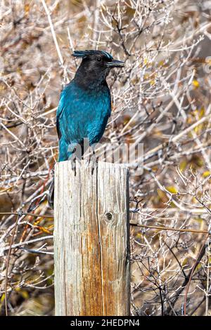 Mountain oder Steller's jay (Cyanocitta stelleri) Stockfoto