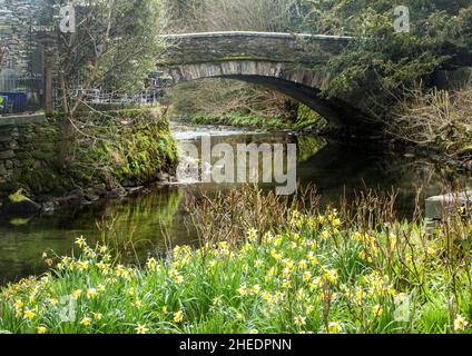 Grasmere Bridge & wilde Narzissen am Fluss Rothay im Wordsworth Memorial Garden Grasmere, dem Lake District National Park, Cumbria, England Stockfoto