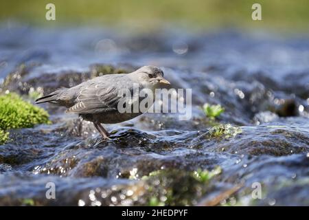 American Dipper (Cinclus mexicanus) füttert in suberalpinen Gebirgsbach, Anderson Lakes, North Cascade Mountains, Whatcom County, Washington, USA Stockfoto