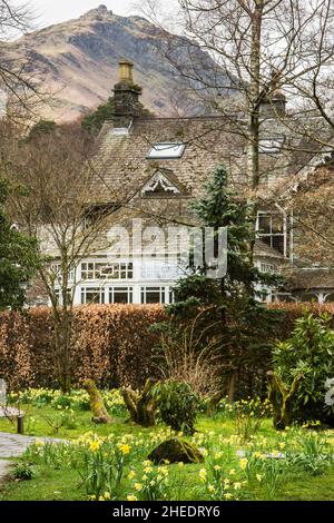 Eine Vielzahl von goldenen Narzissen im William Wordsworth Memorial Garden, Grasmere, dem Lake District National Park, Cumbria, England Stockfoto