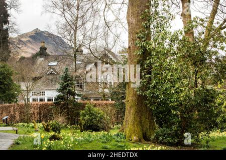 Eine Vielzahl von goldenen Narzissen im William Wordsworth Memorial Garden, Grasmere, dem Lake District National Park, Cumbria, England Stockfoto