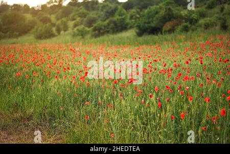 Leuchtend rote wilde Mohnblumen wachsen in grünen Feld von unreifen Weizen, verschwommene Bäume Hintergrund Stockfoto