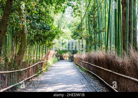 Berühmte und beliebte Touristenattraktion, der eingezäunte breite Pfad, der durch einen grünen Bambushain bei Arashiyama in Kyoto führt. Keine Personen. Stockfoto