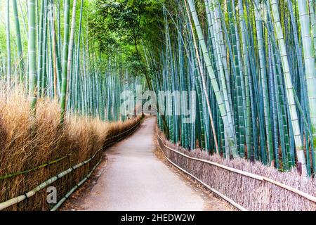 Berühmte und beliebte Touristenattraktion, der eingezäunte breite Pfad, der durch einen grünen Bambushain bei Arashiyama in Kyoto führt. Keine Personen. Stockfoto