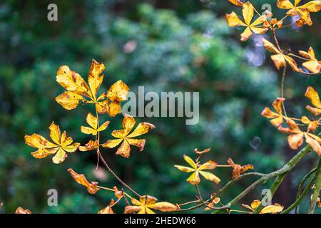 Nahaufnahme, Herbstblätter an kleinen Zweigen, goldgelb, braun, wenn sie an einem grünen Zweig mit mehreren Zweigen sterben. Grüner Hintergrund ohne Fokus Stockfoto