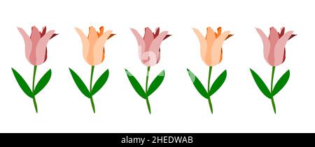 Fünf orange und rosa Tulpen auf weißem Hintergrund Stock Vektor