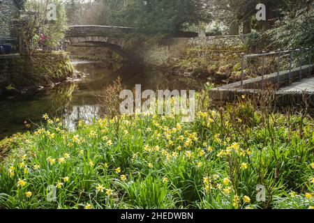 Grasmere Bridge & wilde Narzissen am Fluss Rothay im Wordsworth Memorial Garden Grasmere, dem Lake District National Park, Cumbria, England Stockfoto