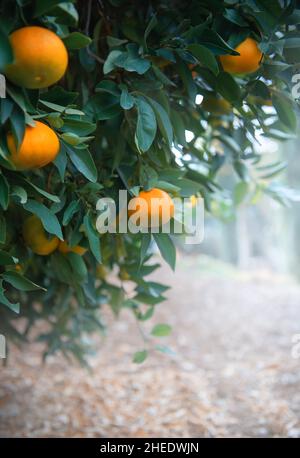 Mandarinen- oder Mandarinenorangen-Früchte auf einem Zweig im Zitrusgarten. Vertikale Aufnahme, Kopierbereich Stockfoto