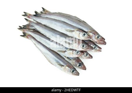 Frischer blauer Wittling. Gruppe von blauem Wittling auf weißem Hintergrund. Speicherplatz kopieren. Draufsicht. Stockfoto