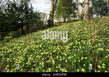 William Wordworth beherbergt goldene Narzissen in Dora's Field, Grasmere, dem Lake District National Park, Cumbria, England Stockfoto