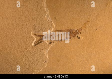 Fossil eines prähistorischen Kreatur. Stockfoto