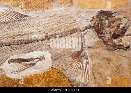 Fossil eines prähistorischen Kreatur. Stockfoto