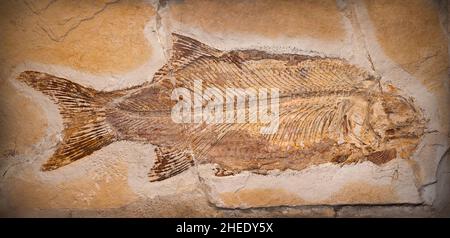 Fossil eines prähistorischen Kreatur. Stockfoto