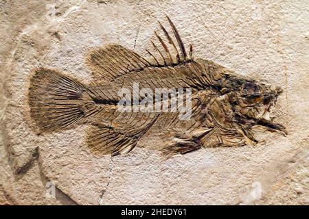 Fossil eines prähistorischen Kreatur. Stockfoto