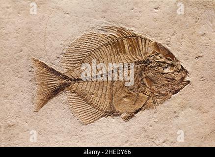 Fossil eines prähistorischen Kreatur. Stockfoto