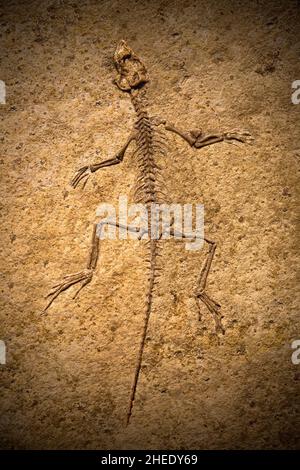 Fossil eines prähistorischen Kreatur. Stockfoto