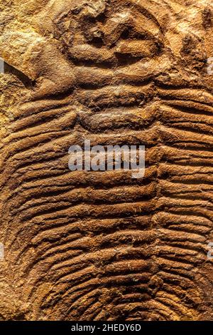 Fossil eines prähistorischen Kreatur. Stockfoto