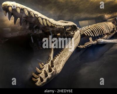 Fossil eines prähistorischen Kreatur. Stockfoto