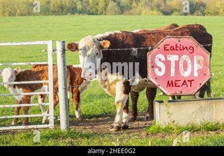 Hört auf, Fleisch zu essen, Schild am Zaun mit Rindern, Kühe hinter Zaun. Methan, globale Erwärmung, vegan, vegetarisch, rotes Fleisch, Diät... Konzept Stockfoto