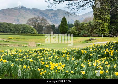 William Wordsworth beherbergt neben Ullswater in Glenridding, dem Lake District National Park, Cumbria, England, goldene Narzissen Stockfoto