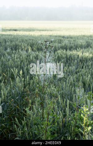 Eine gewöhnliche Distel in einem Weizenfeld, bedeckt mit Spinnenseide an einem nebligen sommermorgen Stockfoto