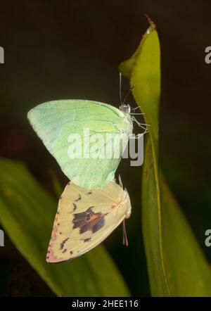 Paar Lemon-Schmetterlinge, Catopsilia pomona, Paarung, auf einem Blatt vor dunklem Hintergrund, in Australien Stockfoto