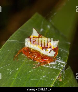 Ungewöhnliche und farbenfrohe zweistachelige Spinne, Poecilopachys australasia, weiblich, eine Orbis-Webspinne, auf einem grünen Blatt in Australien Stockfoto