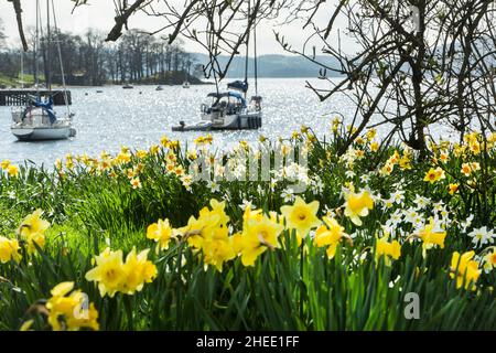 William Wordsworts Schar goldener Narzissen neben Windermere im Borrans Park, Ambleside, dem Lake District National Park, Cumbria, England Stockfoto