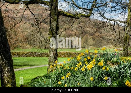 William Wordsworts Schar goldener Narzissen neben Windermere im Borrans Park, Ambleside, dem Lake District National Park, Cumbria, England Stockfoto