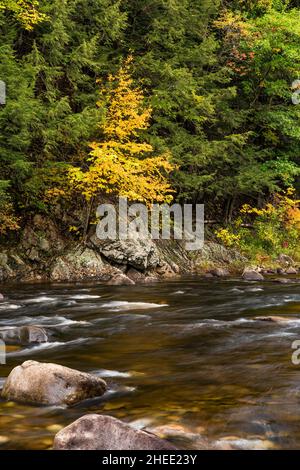 East Branch Sahandaga River im Herbst, Adirondack Park, Hamilton County, New York Stockfoto