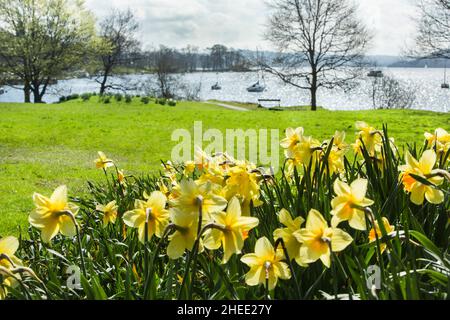 William Wordsworts Schar goldener Narzissen neben Windermere im Borrans Park, Ambleside, dem Lake District National Park, Cumbria, England Stockfoto
