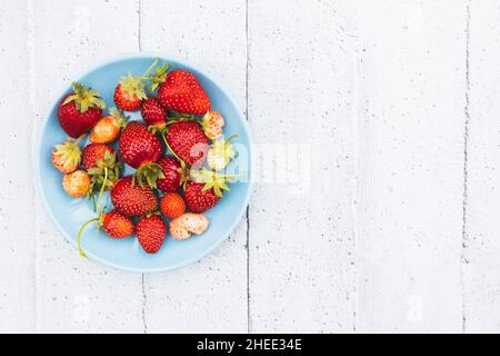 Wilde Erdbeeren mit ihren Blättern und Stielen auf weißem Hintergrund. Speicherplatz kopieren Stockfoto