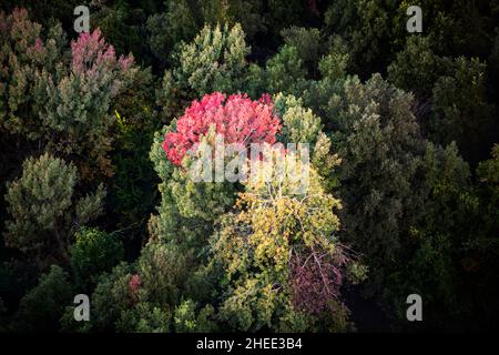 Fliegen über Heißluftballon mit La Fageda d' en Jordà und dem vulkanischen Gebiet von Olot, dem Naturpark der vulkanischen Zone von La Garrotxa und dem Berg Stockfoto