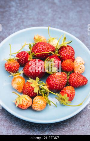 Wilde Erdbeeren mit ihren Blättern und Stielen auf einem blauen Hintergrund. Speicherplatz kopieren Stockfoto