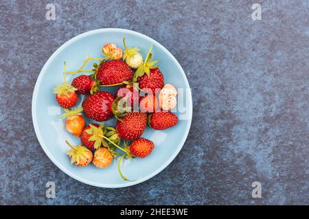 Wilde Erdbeeren mit ihren Blättern und Stielen auf einem blauen Hintergrund. Speicherplatz kopieren Stockfoto