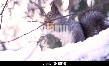 Nahaufnahme für graues Eichhörnchen, das im Winter auf einem verschneiten Baumzweig die Nuss vorsichtig aus der menschlichen Hand nimmt. Eichhörnchen sitzt auf einem verschneiten Ast und isst p Stockfoto