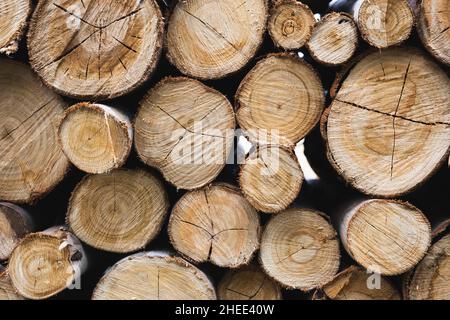 Stapel von gesägten Holzstämmen, die auf den Transport im Wald warten. Stockfoto