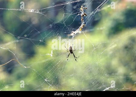 goldseide-Orbis-Weaver, Goldorb-Weaver, riesige Holzspinne oder Bananenspinne, Seidenspinne, Nephila sp., Mexiko, Nordamerika Stockfoto