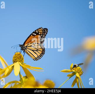 Monarch Schmetterling und Hummel auf gelben Wildblumen vor blauem Himmel Hintergrund. Stockfoto