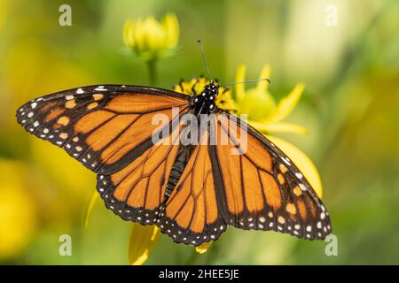 Nahaufnahme der Flügel des Monarchen Schmetterlings (Danaus plexippus), die auf einer gelben Wildblume liegen Stockfoto