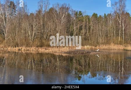 Im Spätherbst landschaftliche Landschaft mit dünner Eiskruste auf der Wasseroberfläche des Sees und einem hoch fliegenden Reihervogel. Stockfoto
