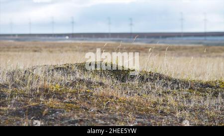 Offene Ebene bedeckt mit kleinem Gras, weichem Moos, Flechten. Felsige Steine auf dem Gras im Hügel. Schönes Landschaftsfeld mit Felsen und Steinen im Berg Stockfoto