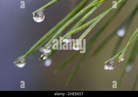 Vom Ende der Nadeln der Kiefer hängen gefrorene Wassertropfen Stockfoto