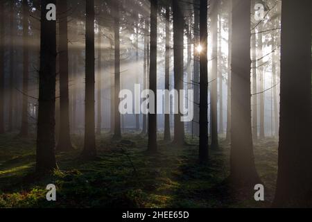 Sonnenstrahlen bei Sonnenaufgang in einem dunklen Kiefernwald, Sonne zwischen Baumkröten Stockfoto